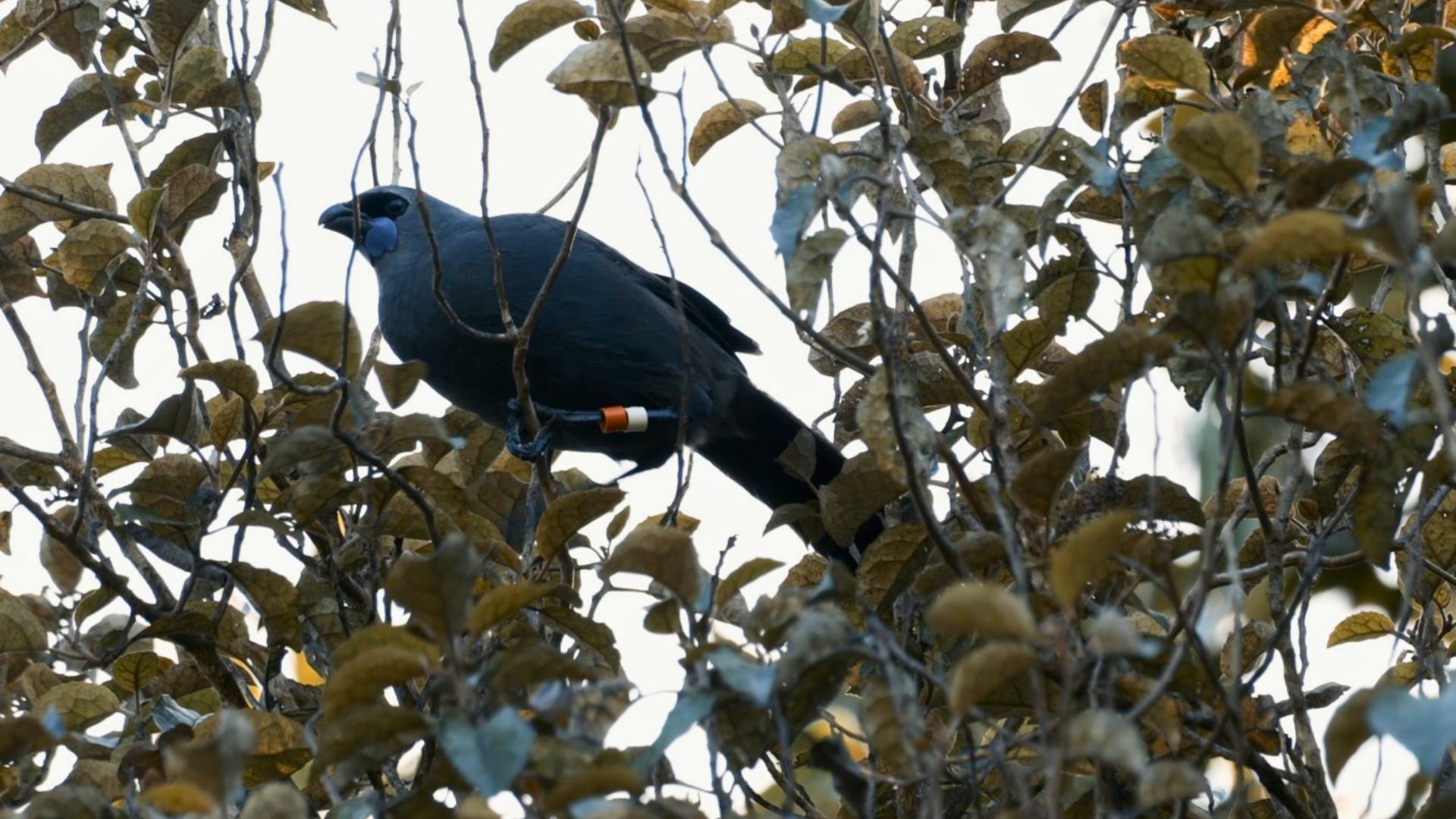 A kōkako in a tree