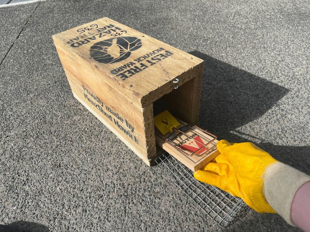 A backyard trap