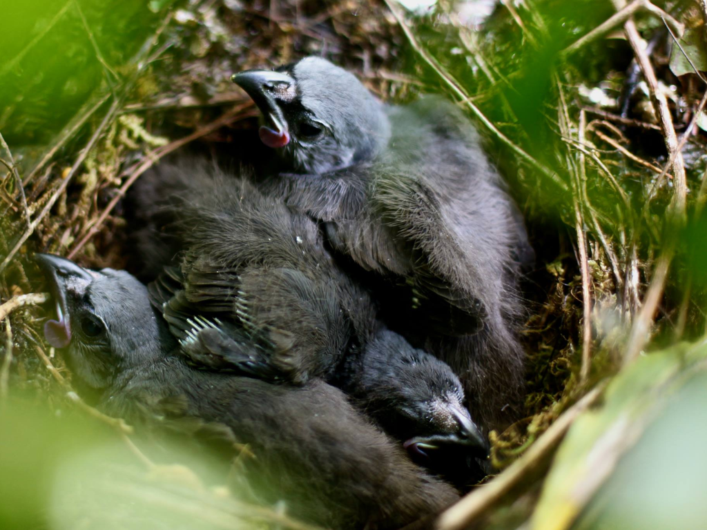 Kōkako chicks in a nest