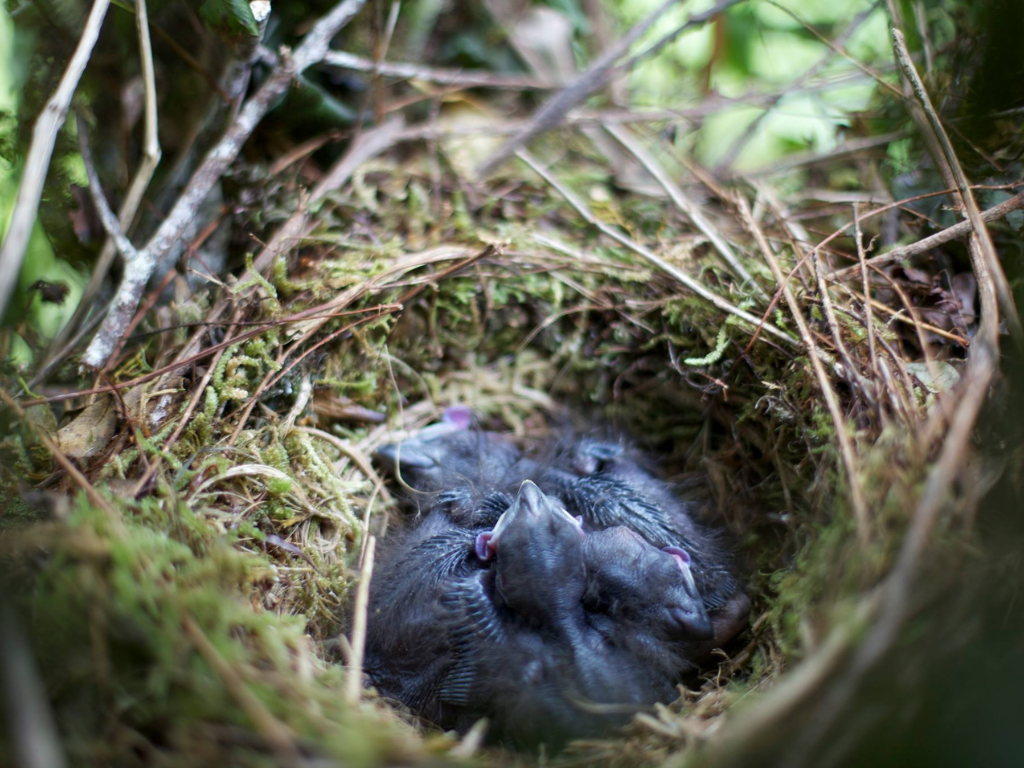 Kōkako chicks in a nest