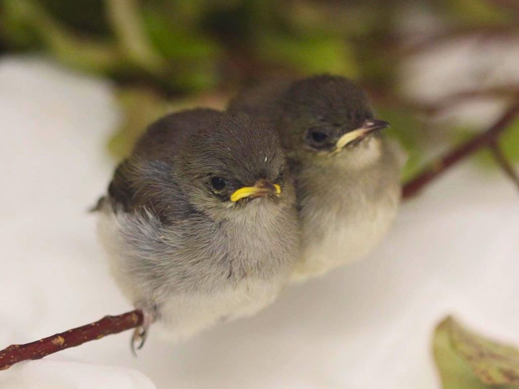 Two fledgling riroriro