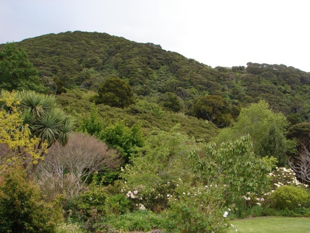 A photo of native bush