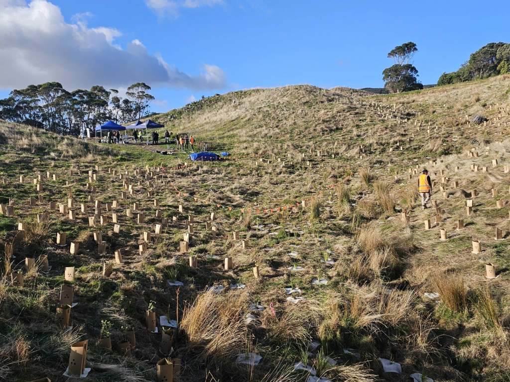 Hillside with native saplings