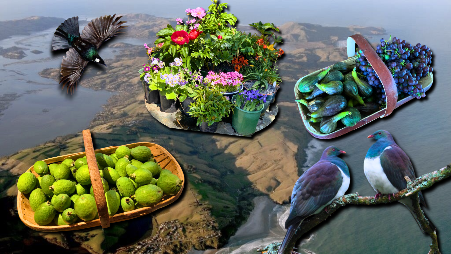 Photo of Otago Peninsula with garden produce and native birds superimposed