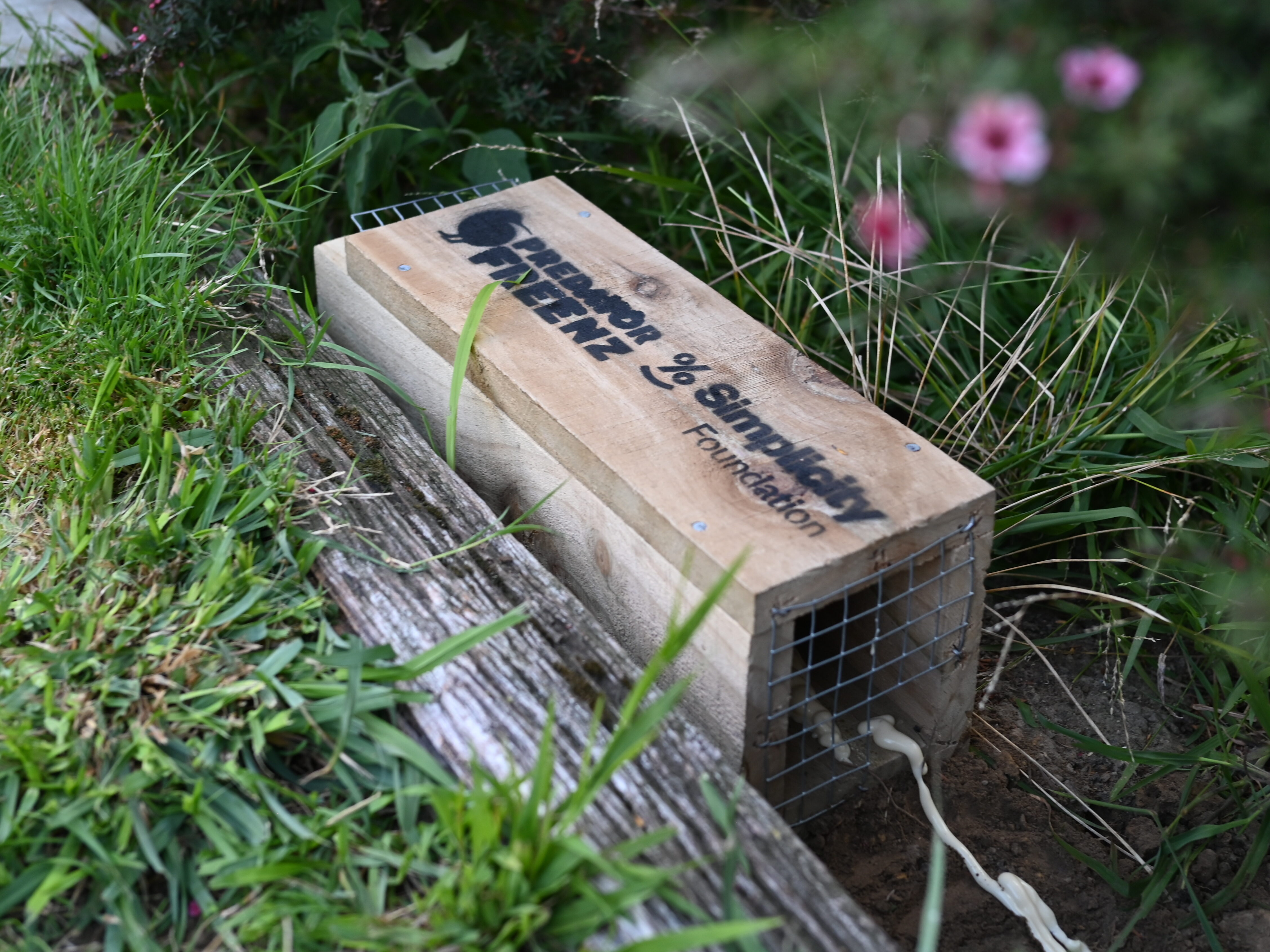 Trap box sitting in a garden surrounded by grass and flowers.