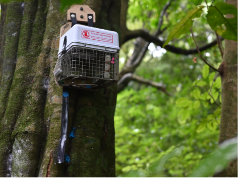 AT220 trap mounted to a tree