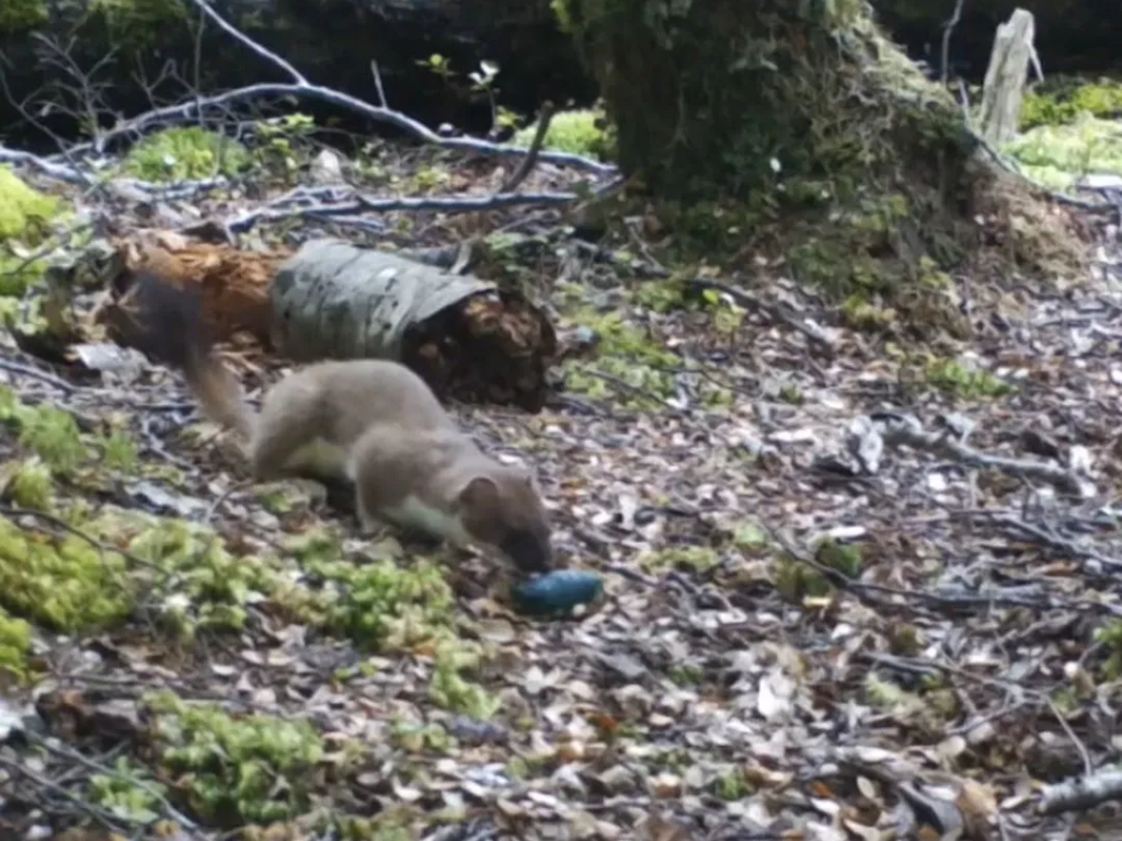 A stoat investigating a PAPP sausage