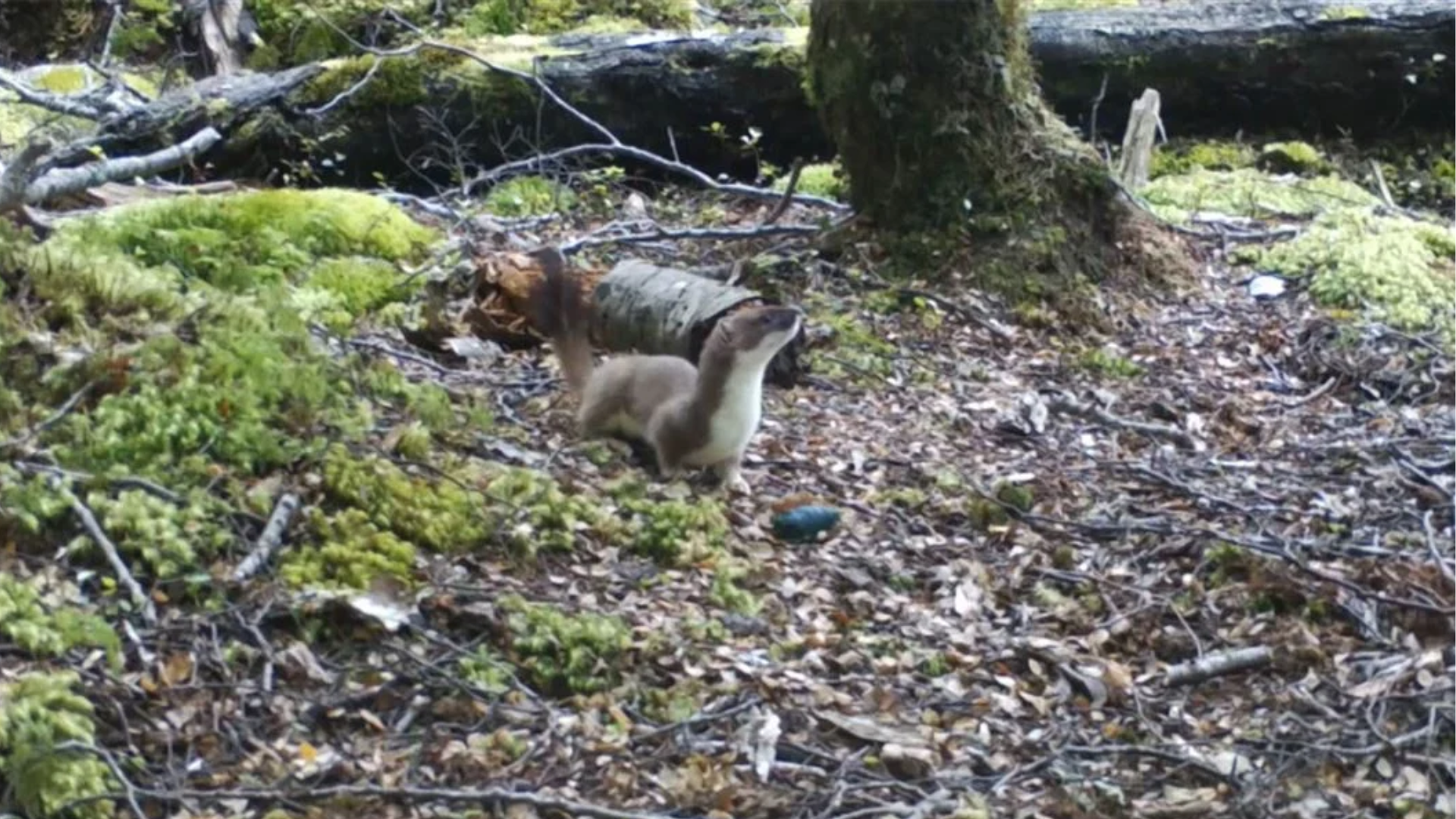 A stoat with a non-toxic sausage bait