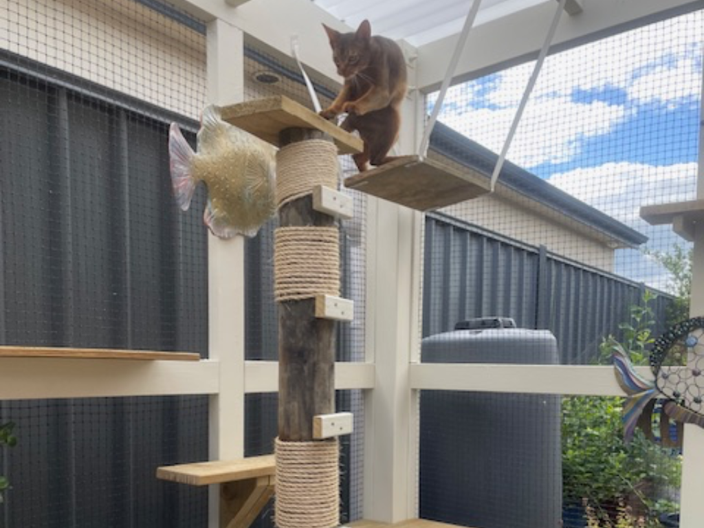 A cat in a catio
