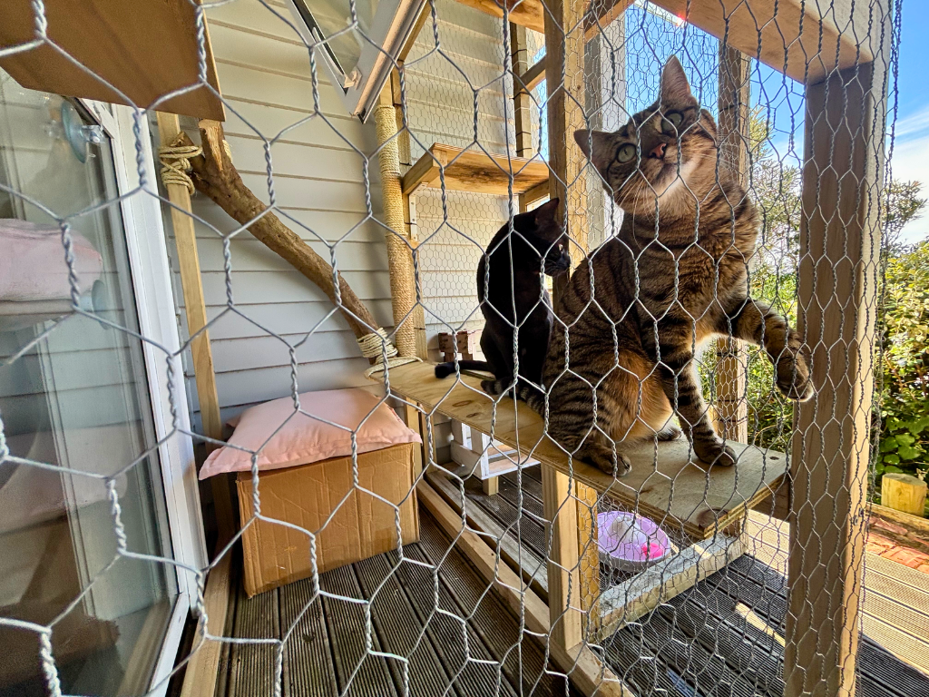 Cat in a catio