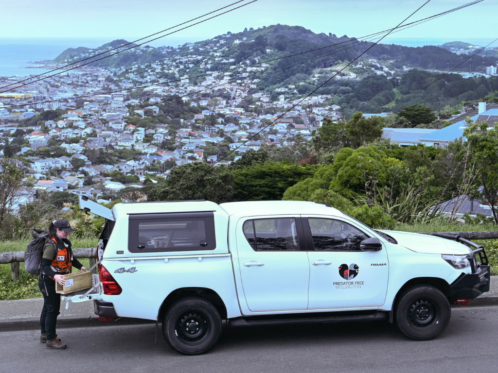 A predator free wellington ute in Mt Vic, with a field ranger unloading a trap from the back.