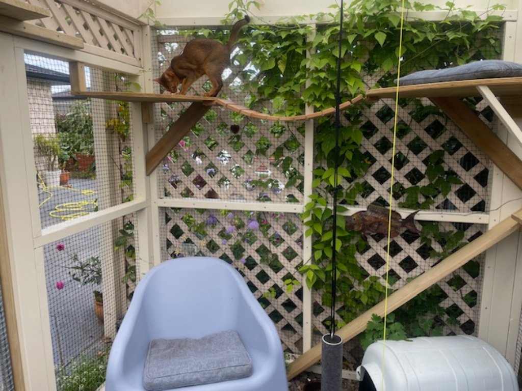 Cat climbing on a platform inside a catio