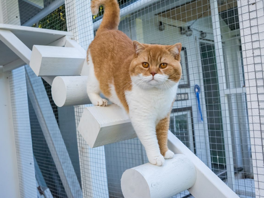 Cat inside a catio