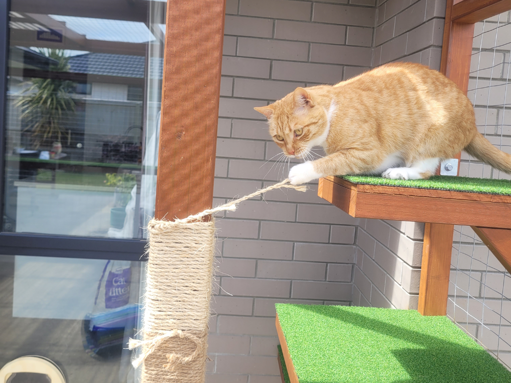 A cat scratching a post