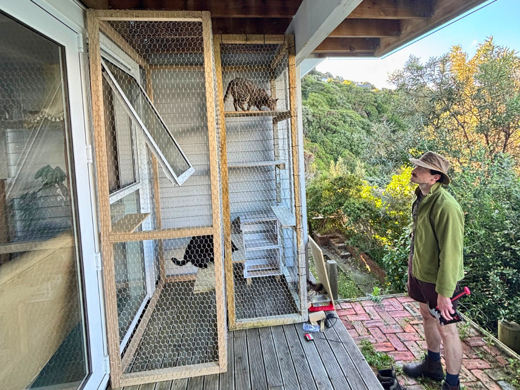 Two cats in a catio on a deck