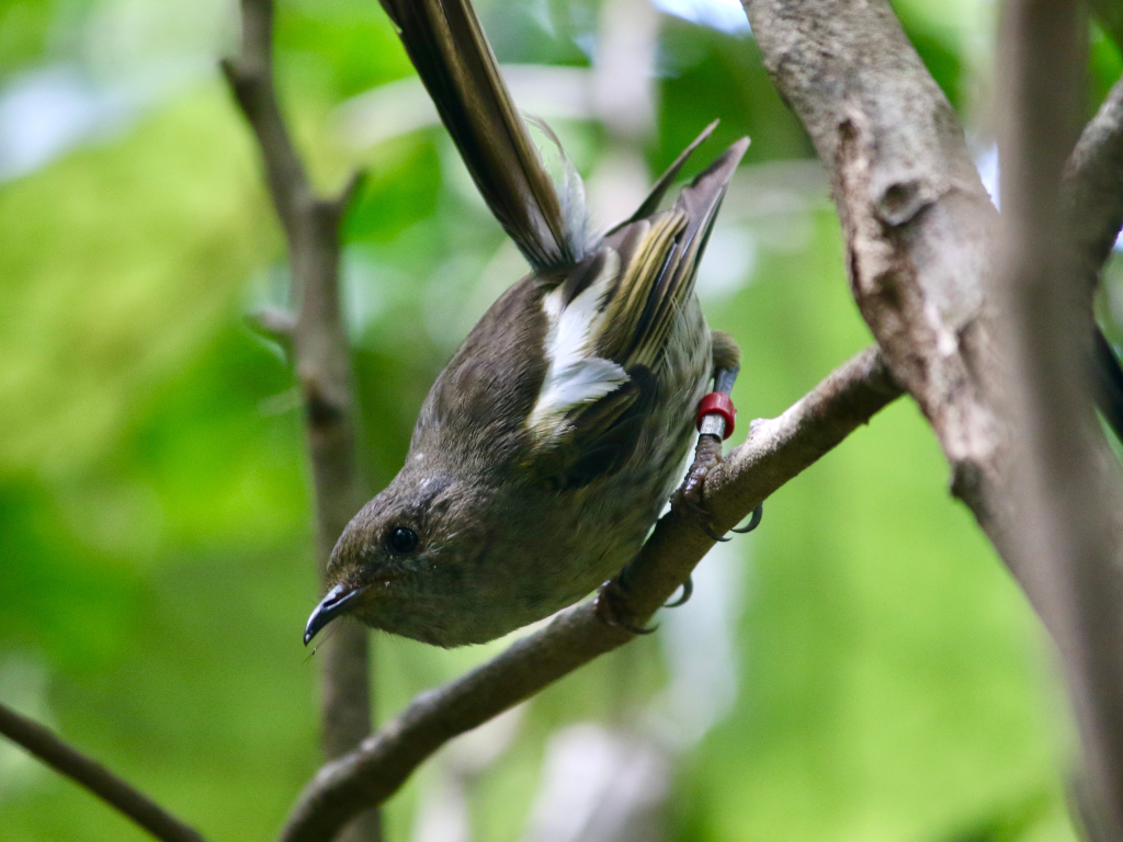 A female hihi