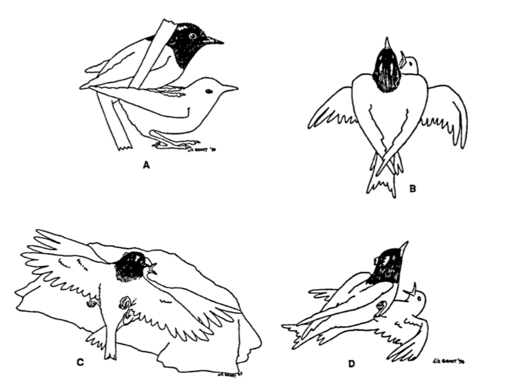 Drawing of hihi mating positions.