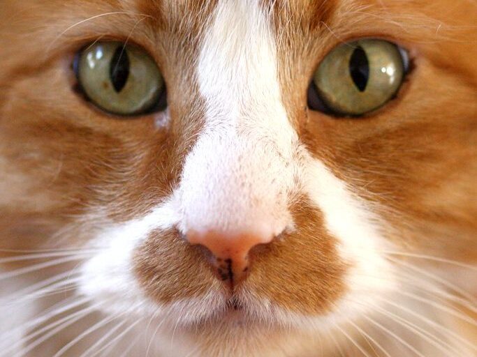 A close up of a ginger cat