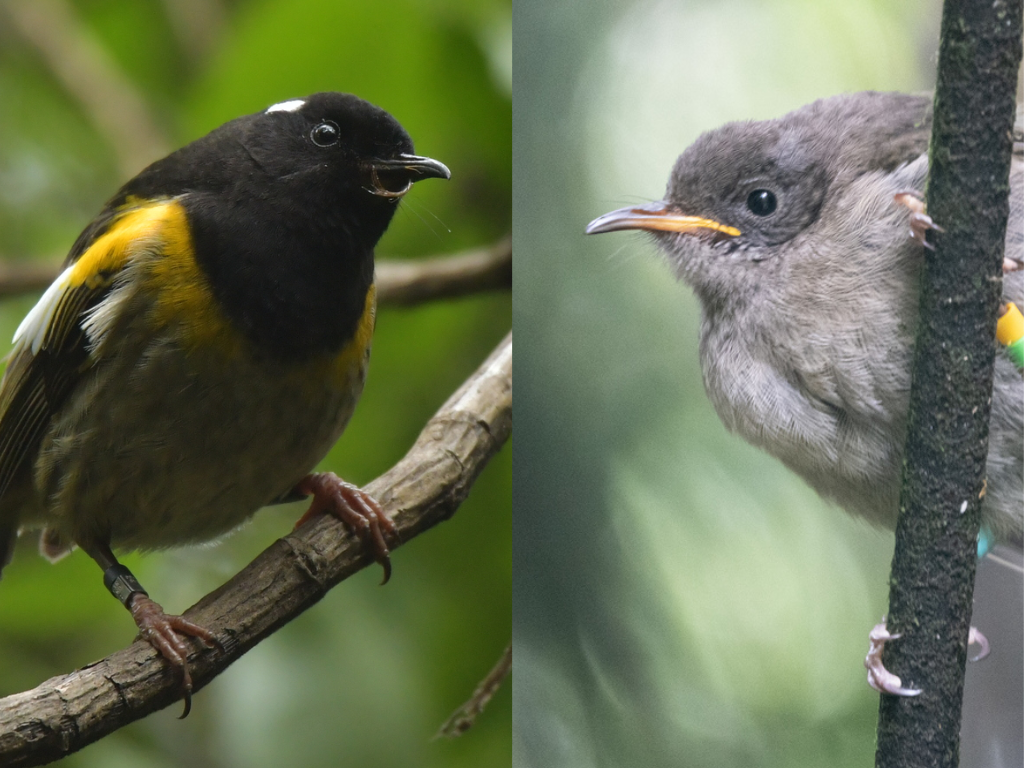 Photo of male (L) and female (R) hihi.