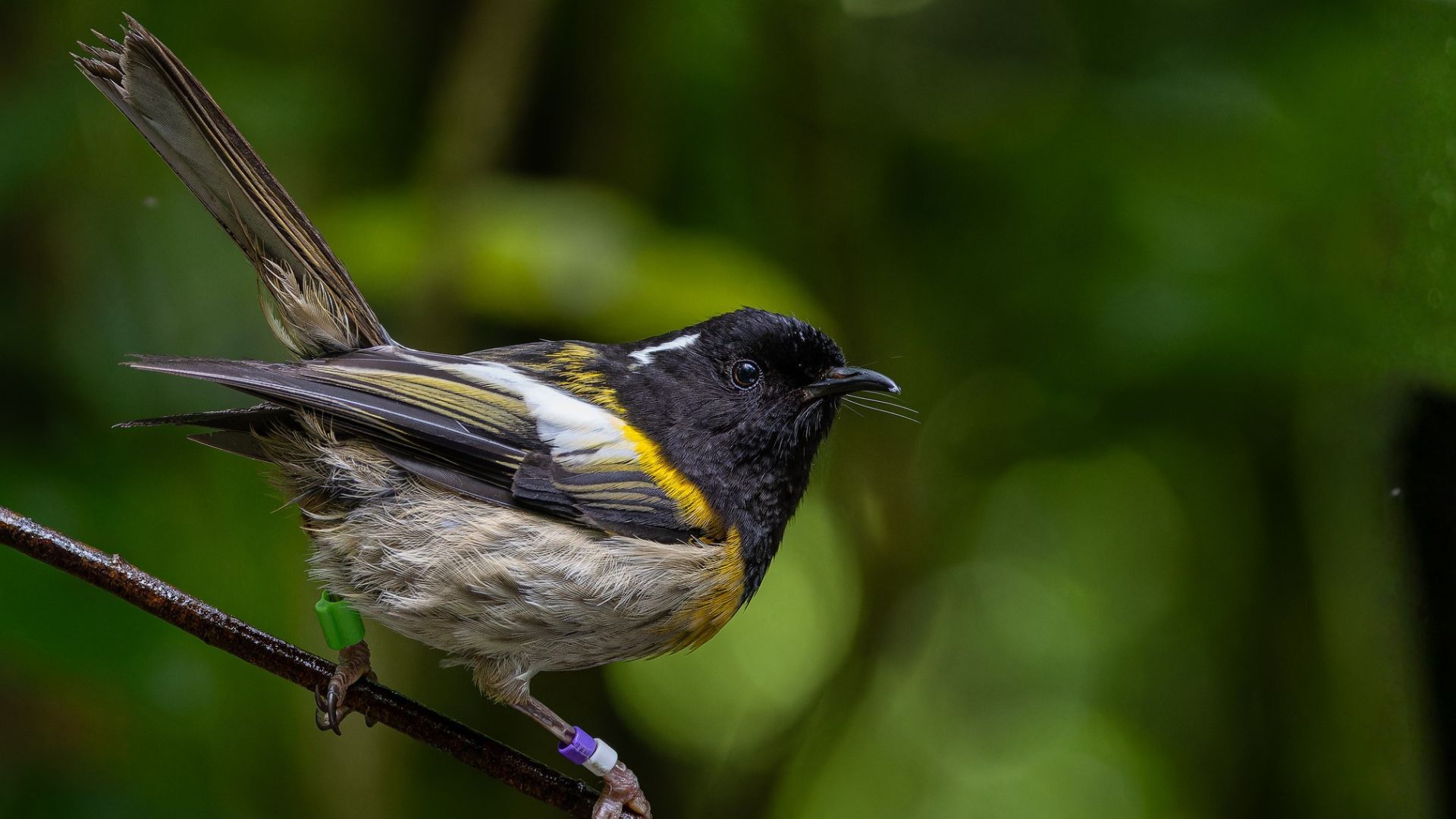 A male hihi
