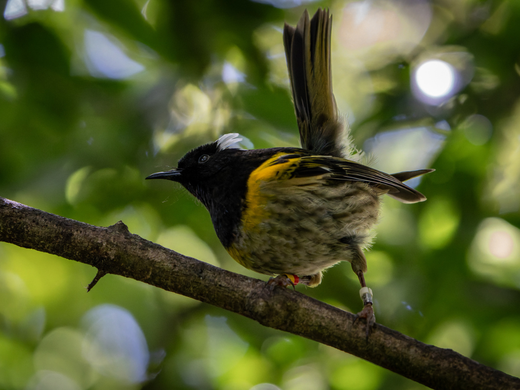 Male hihi with its tail raised