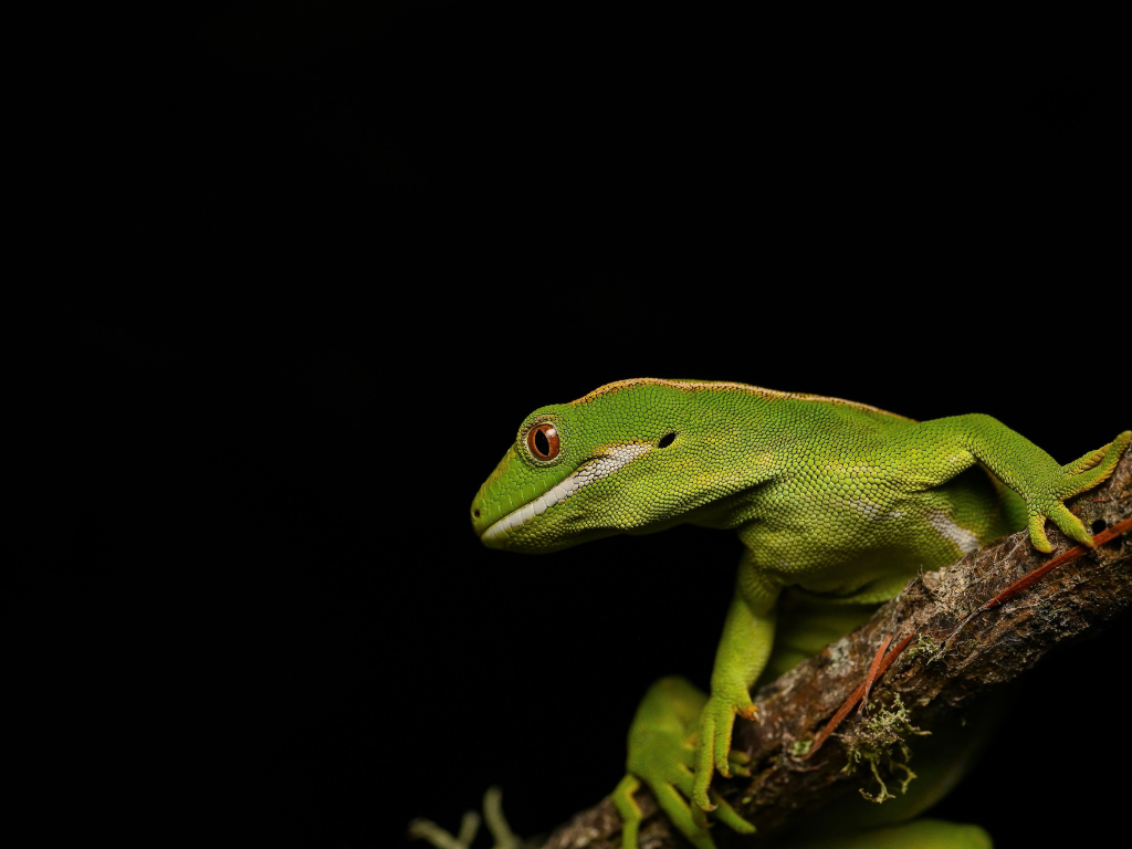 Northland green gecko