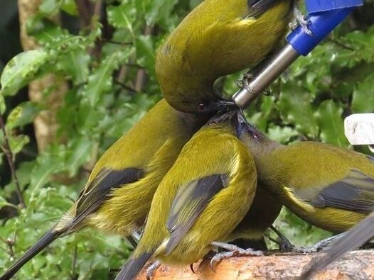 bellbirds around a nectar feeder