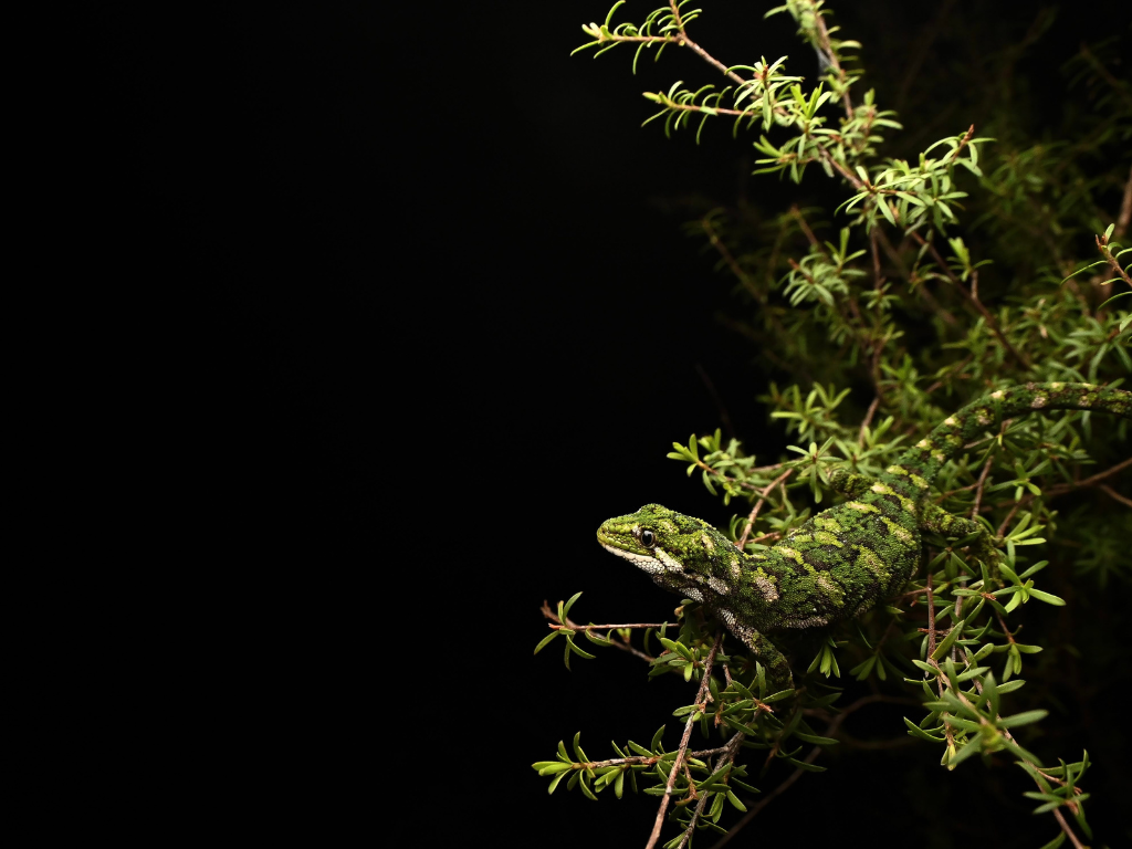 A rough gecko on a plant