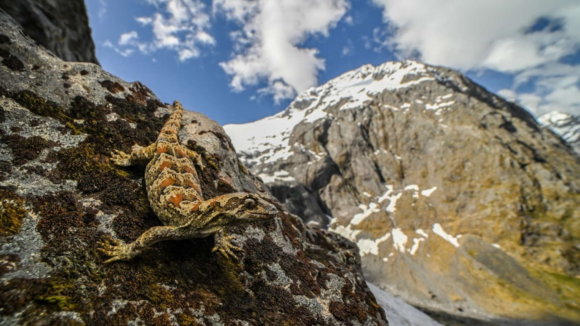 A gecko on a rock in the mountains