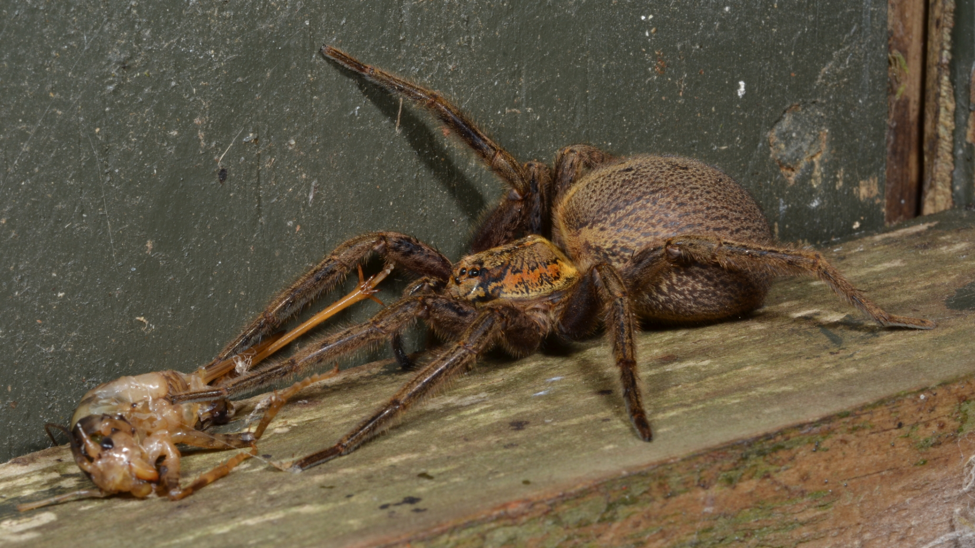 A Rangatira spider eating a wētā, which is much smaller than the spider.