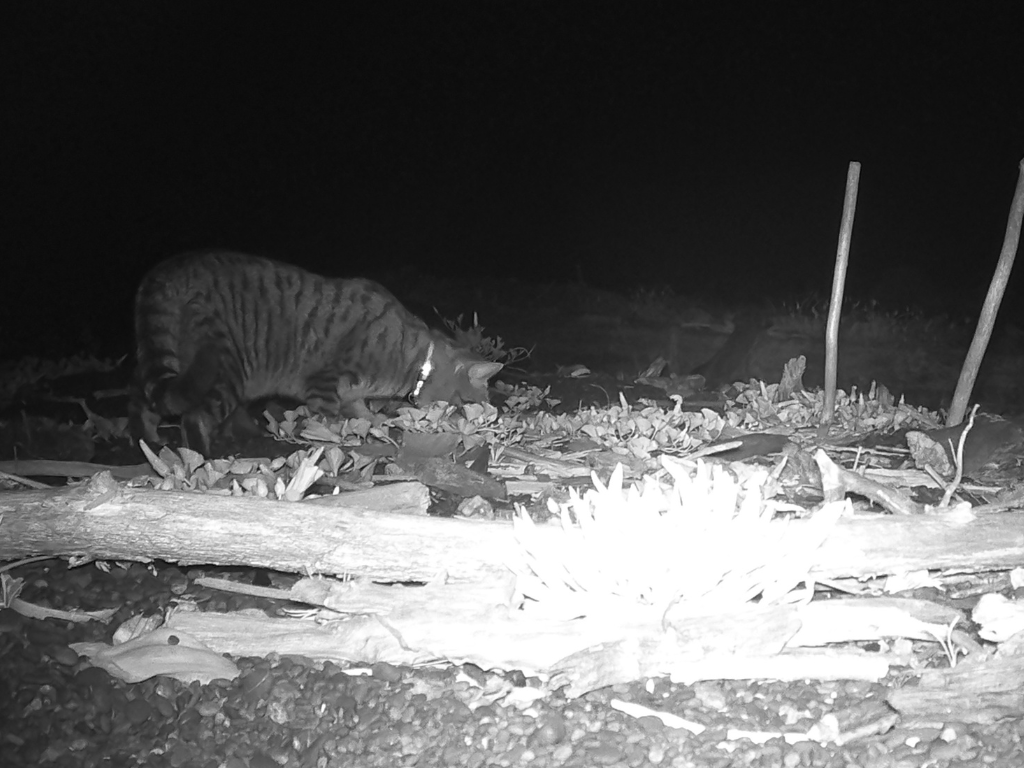 A pet cat eating dotterel eggs