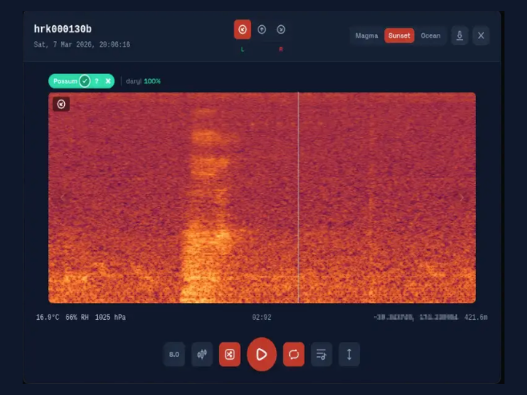 Spectrogram of a possum call.