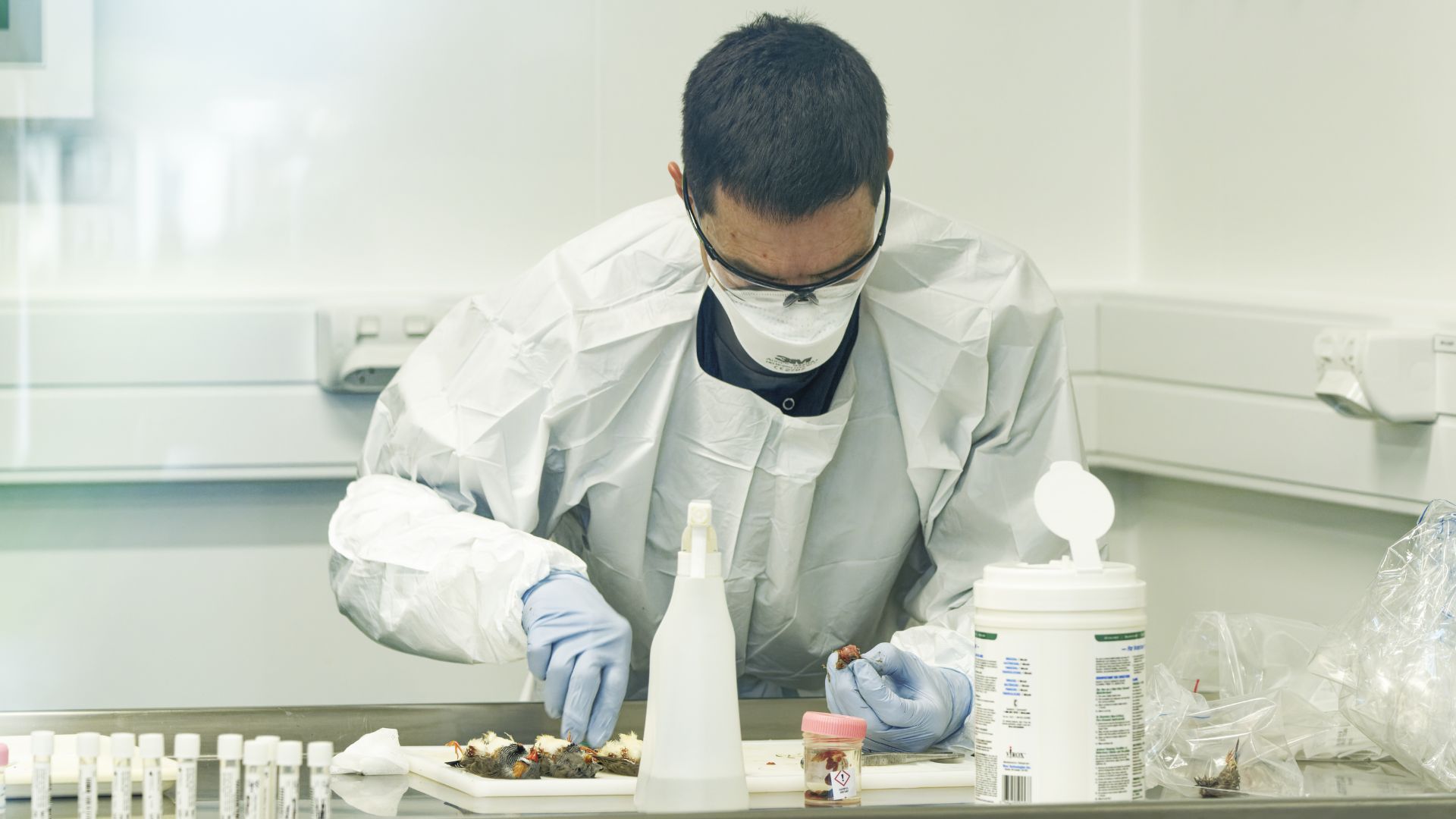 A man in a lab testing samples from birds