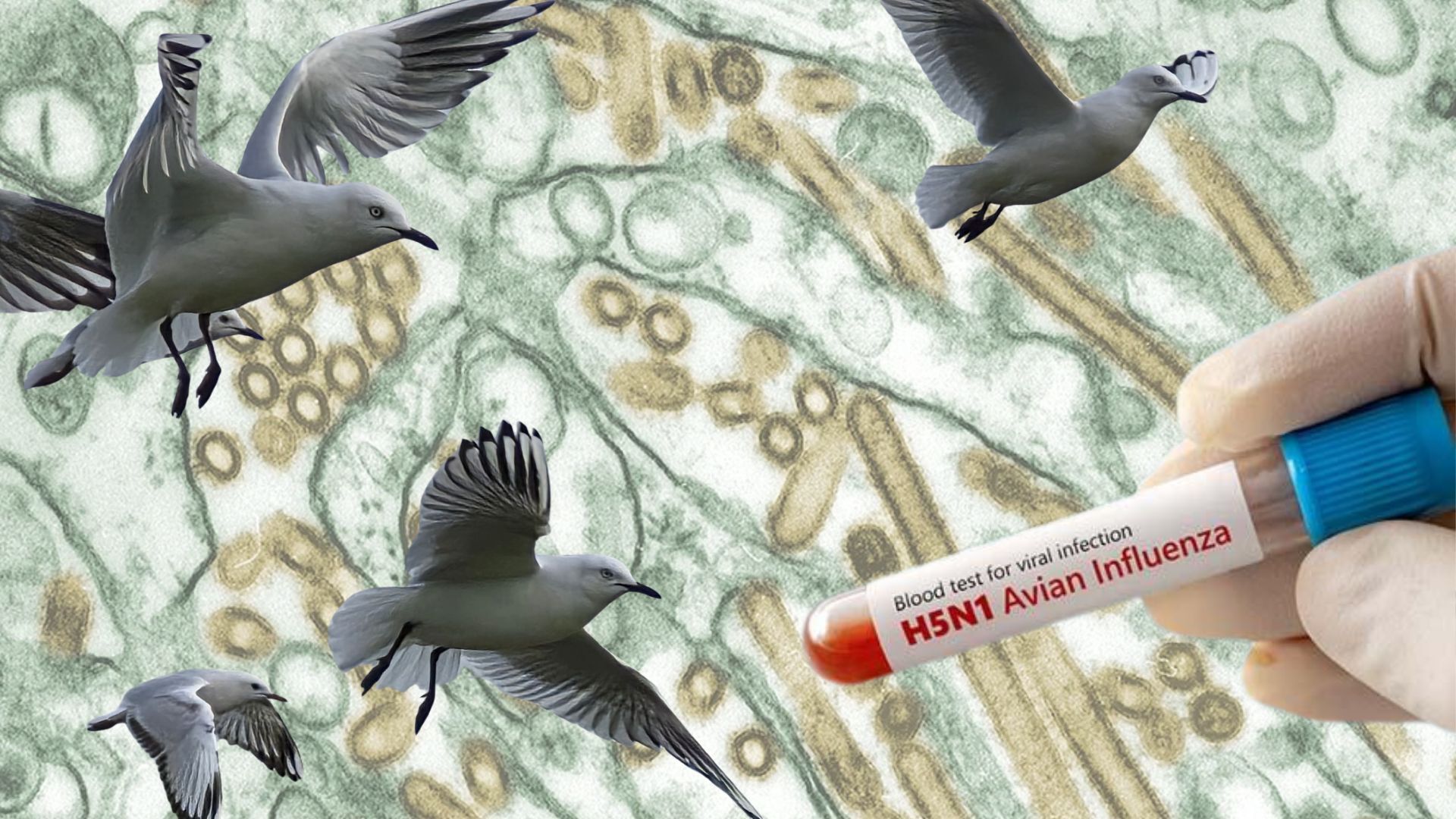 Five things to do now that bird flu is here