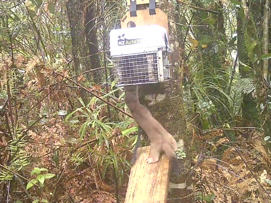 A stoat taking a rat from a trap