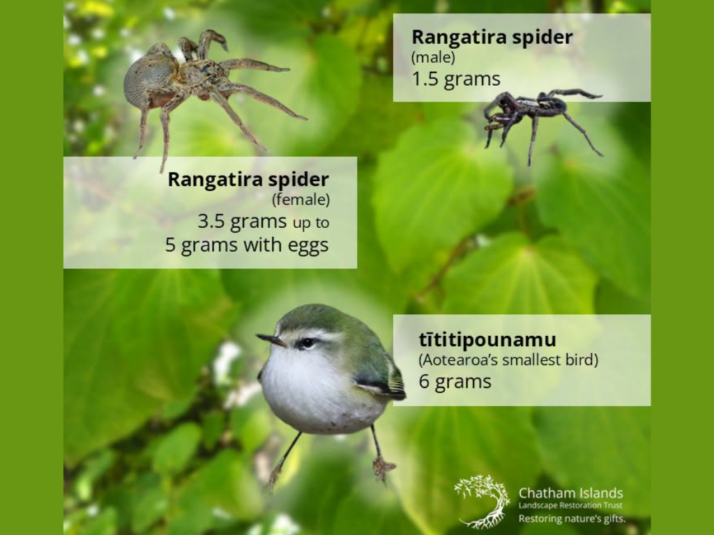 Diagram showing the size and weight(5g) of a female Rangatira spider with eggs compared to a titipounamu (6g)