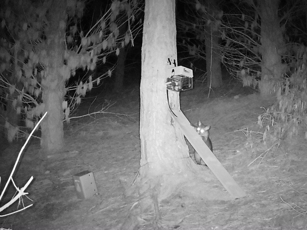 A possum ignoring a trap