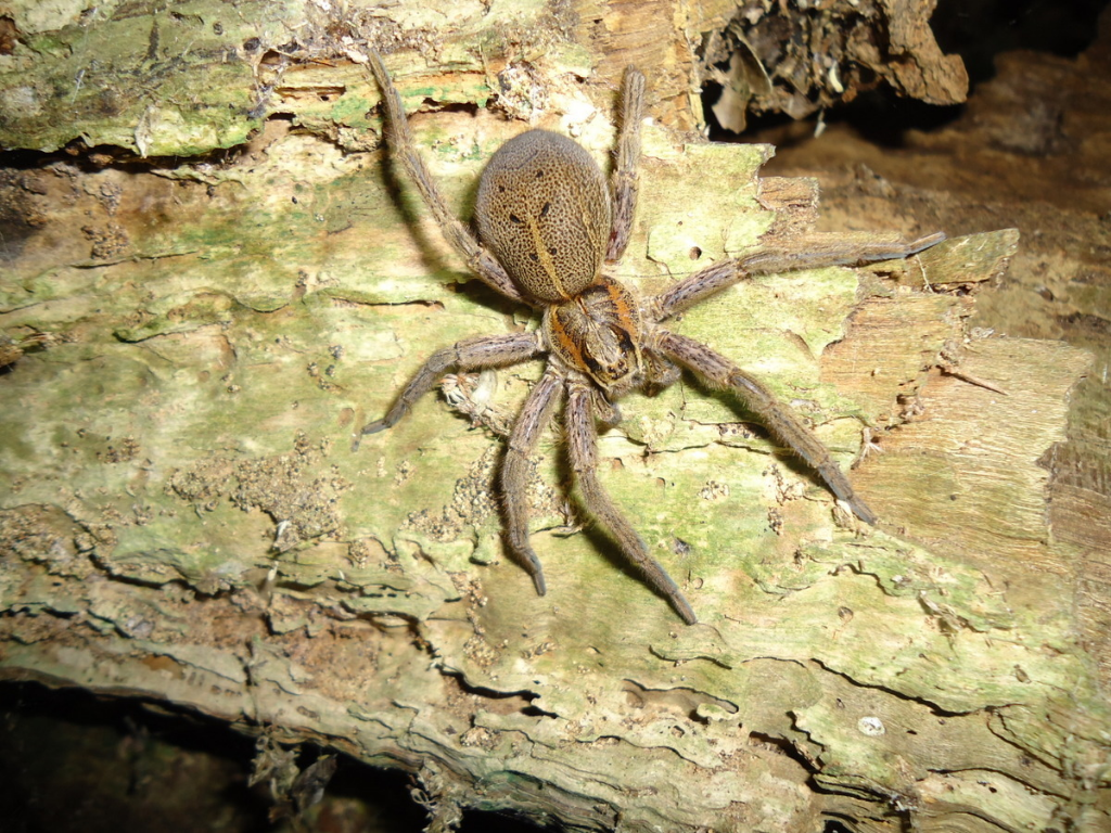 A Rangatira spider on a tree trunk