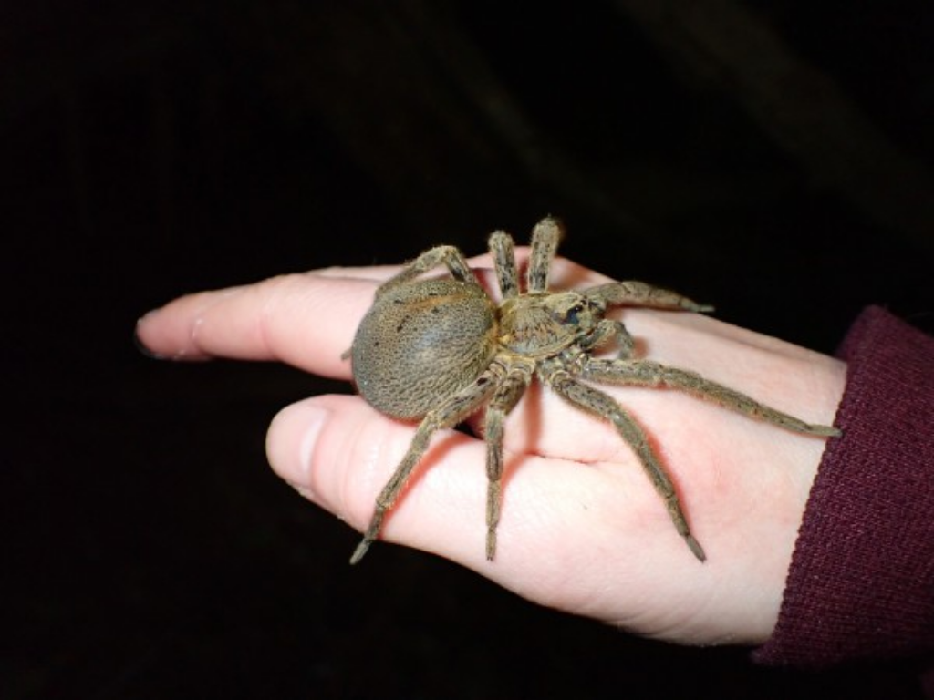 A Rangatira spider on a person's hand.