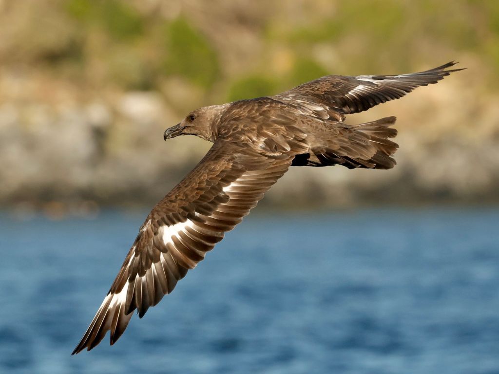 A brown skua