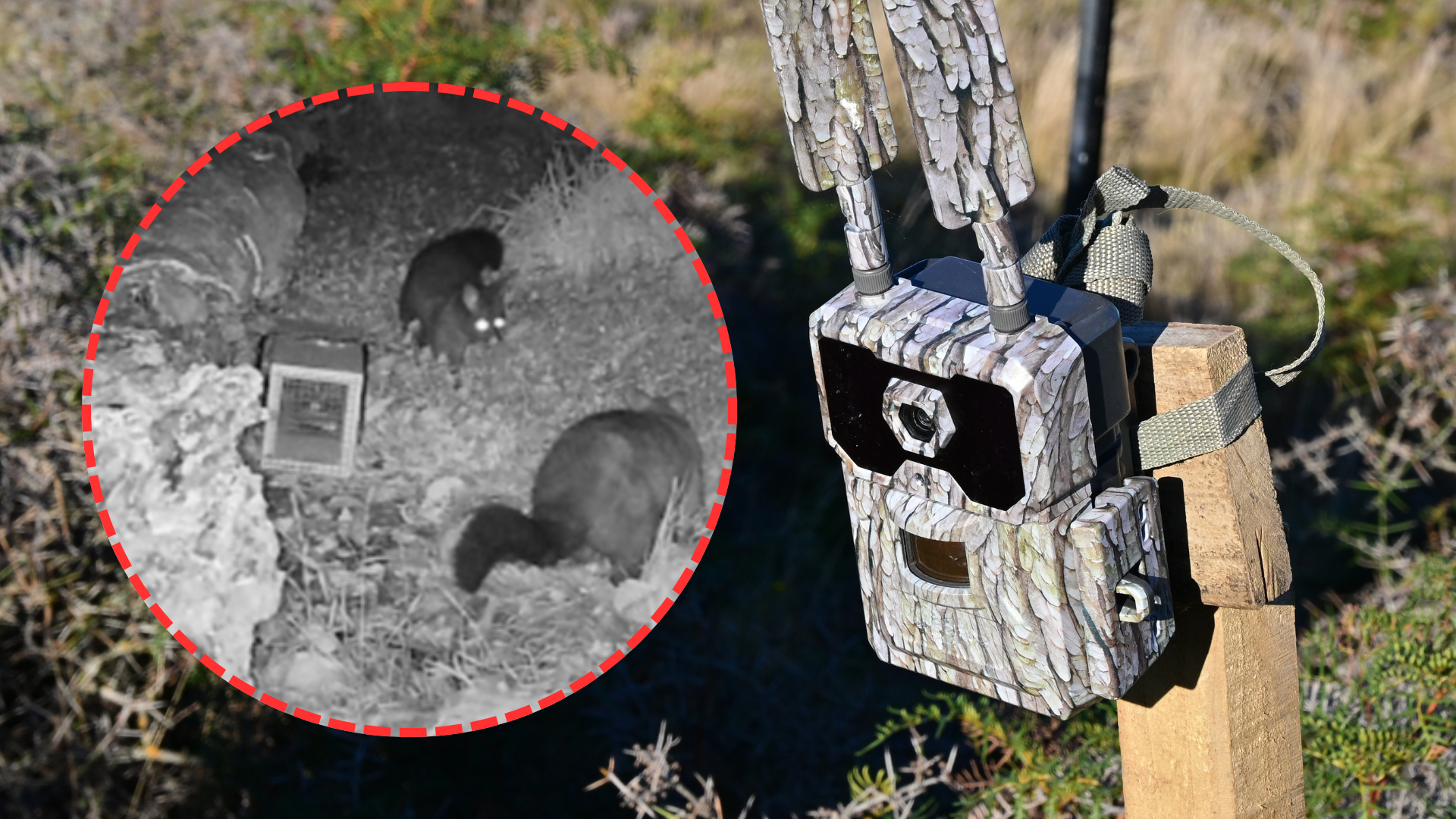 Trail camera with trail camera footage inset