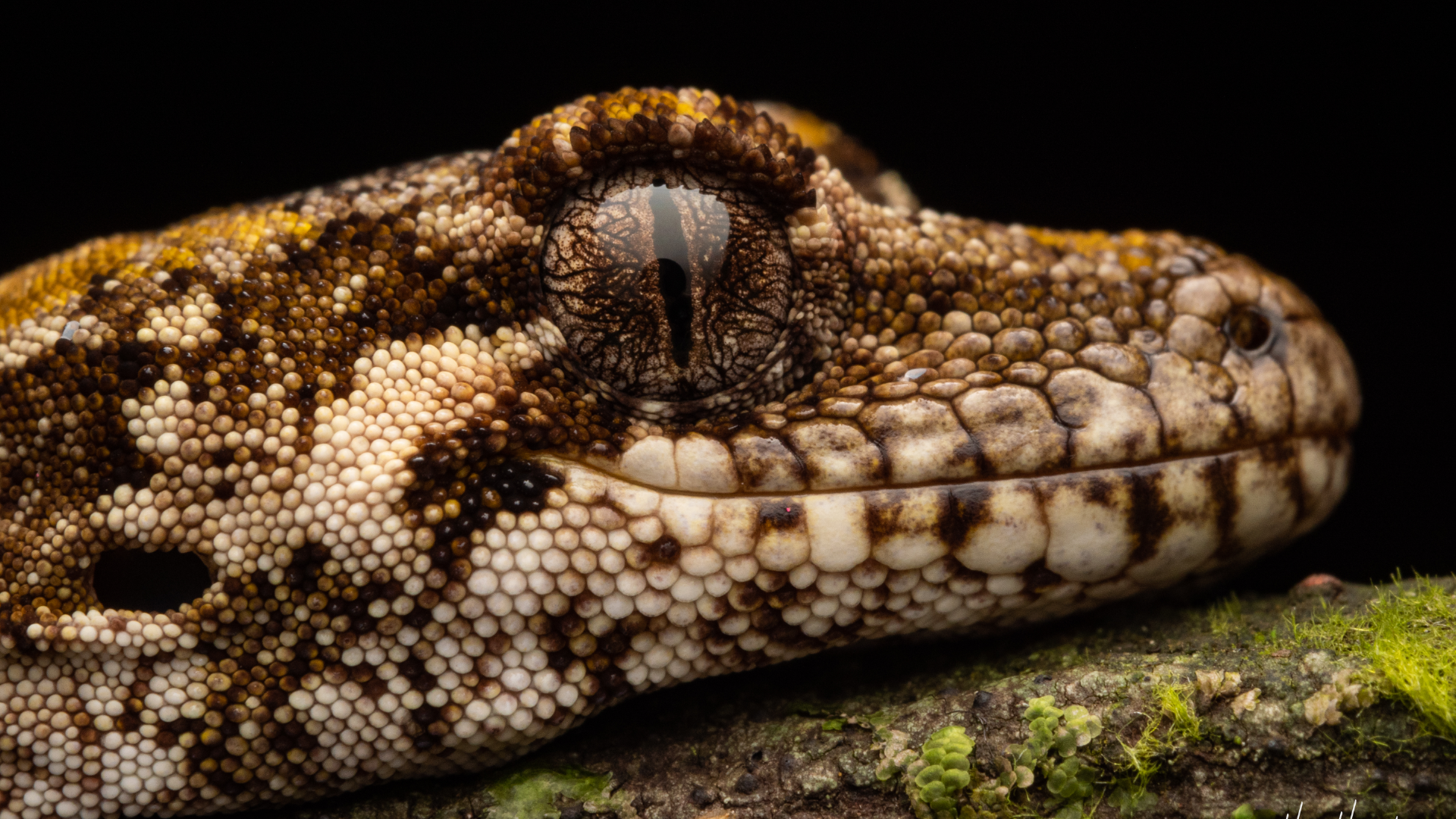 Close up show of a lizard on a branch.