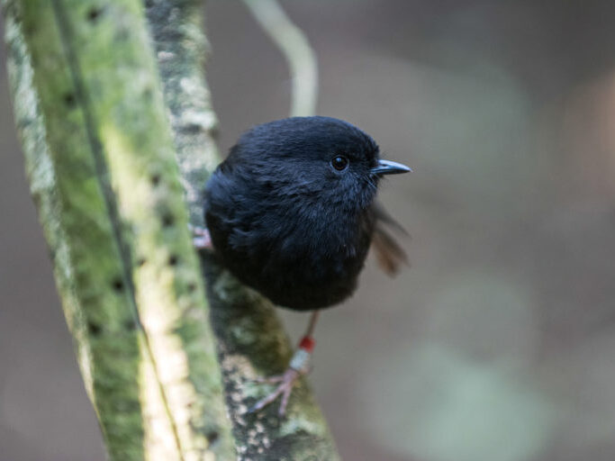 Robin perched on a branch