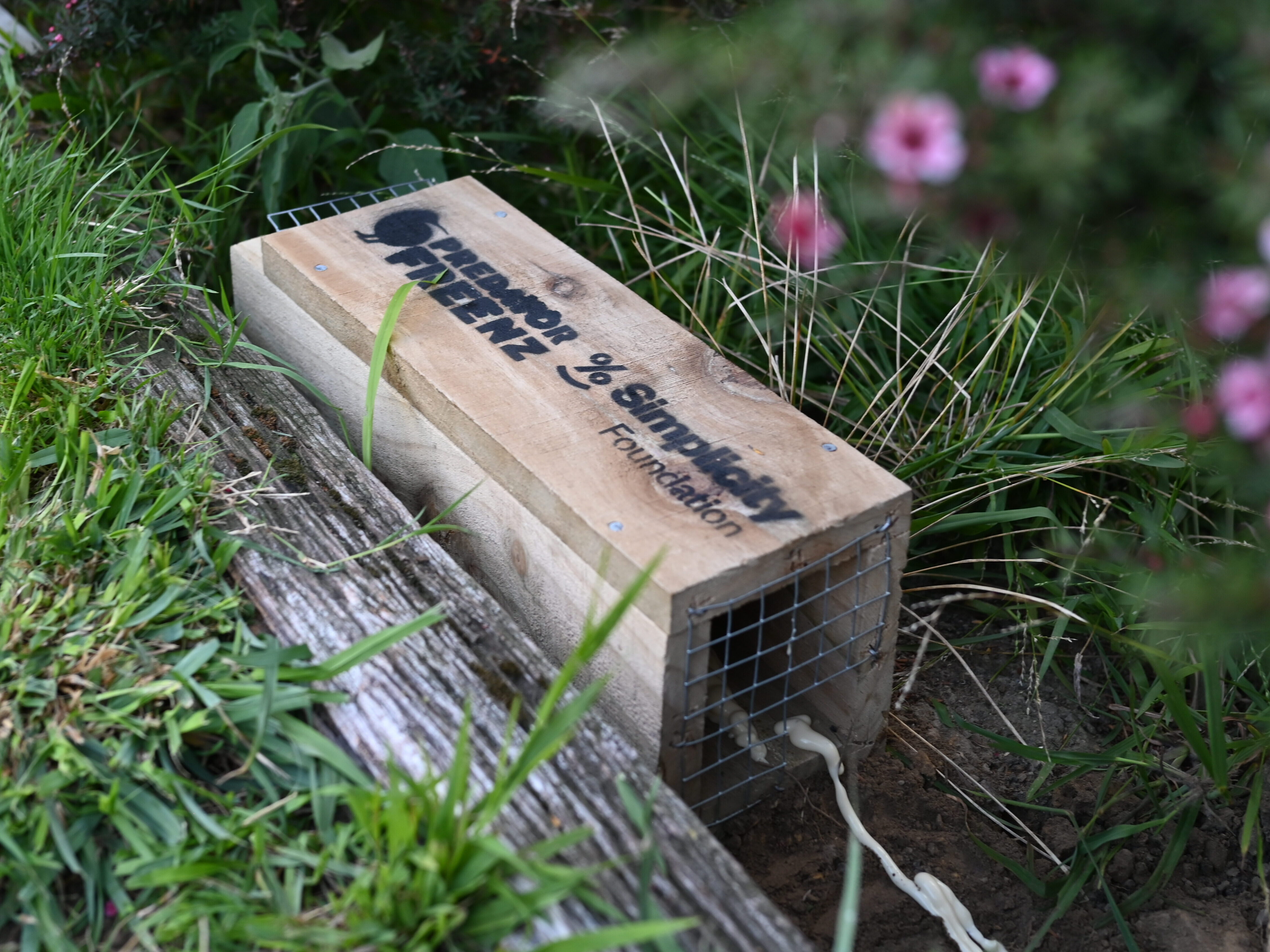 Trap box sitting in a garden surrounded by grass and flowers.