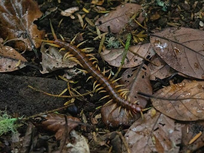A centipede amongst leaf litter