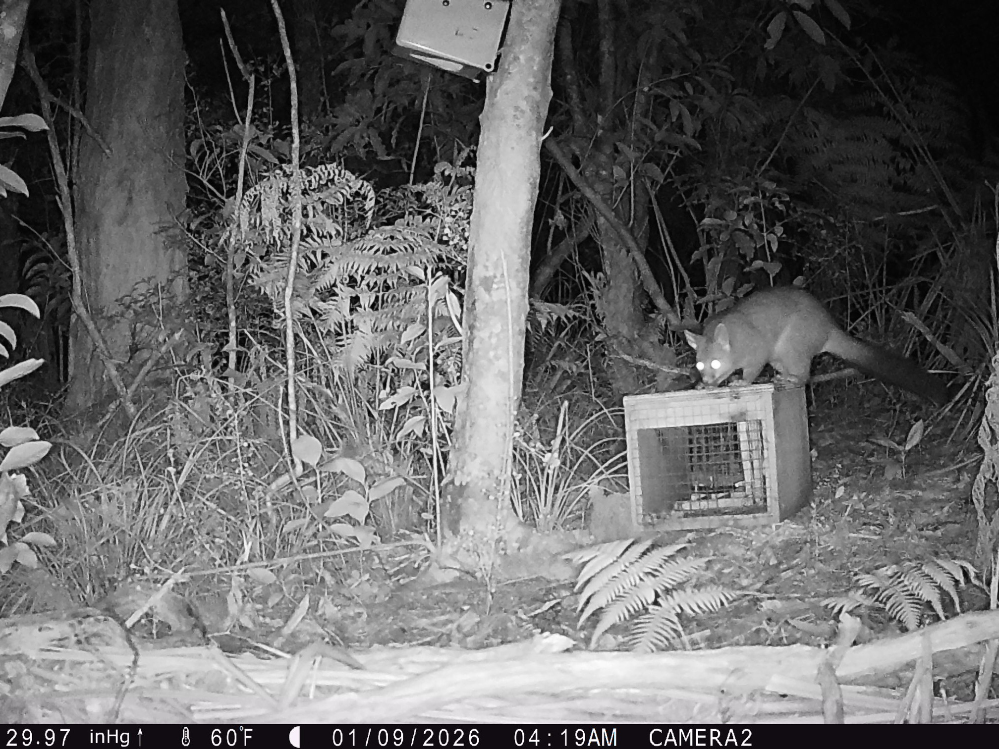 A possum caught on trail camera. It is sitting on top of a wooden trap box.