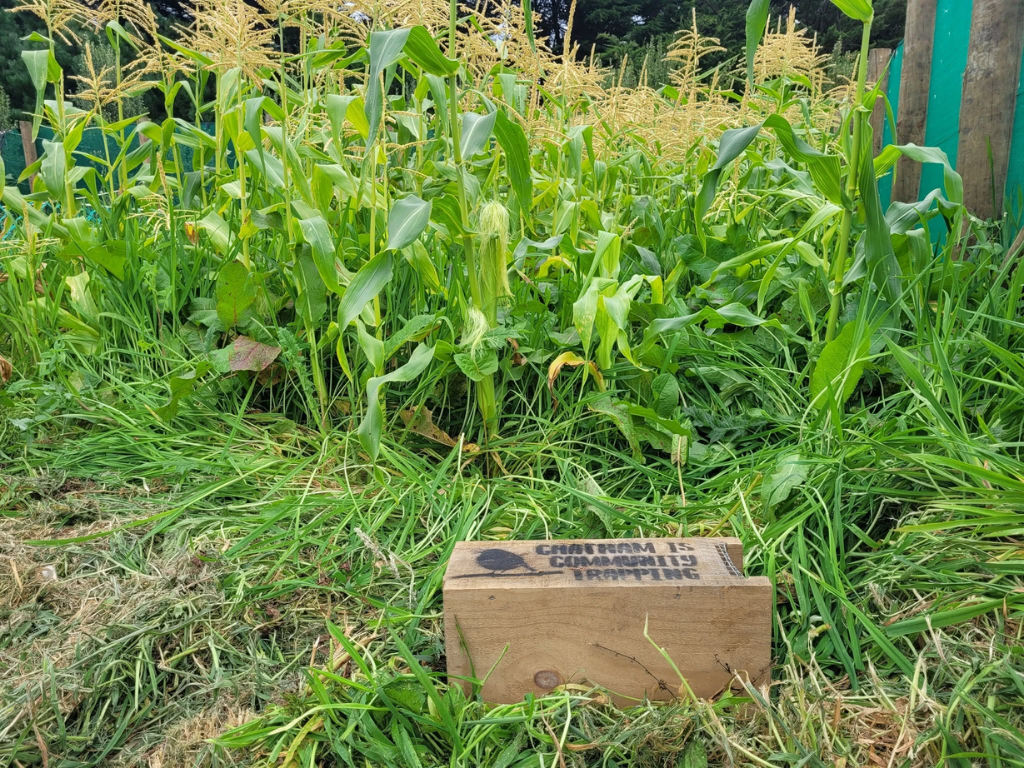 A rat trap in a garden