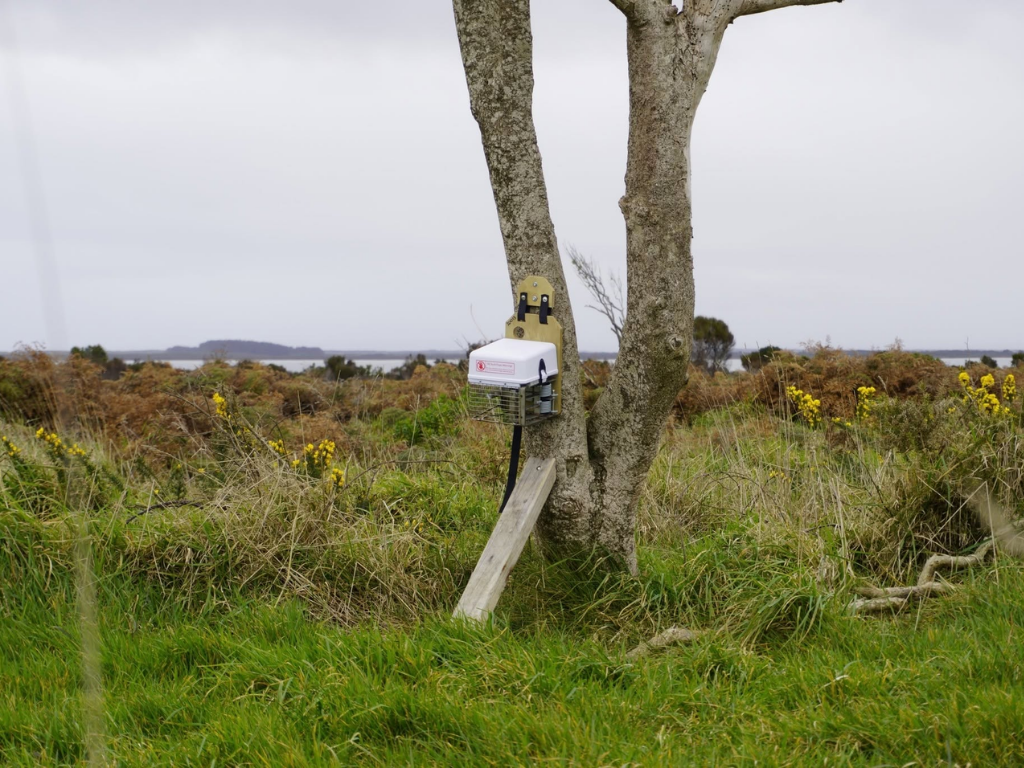 A possum trap in a tree