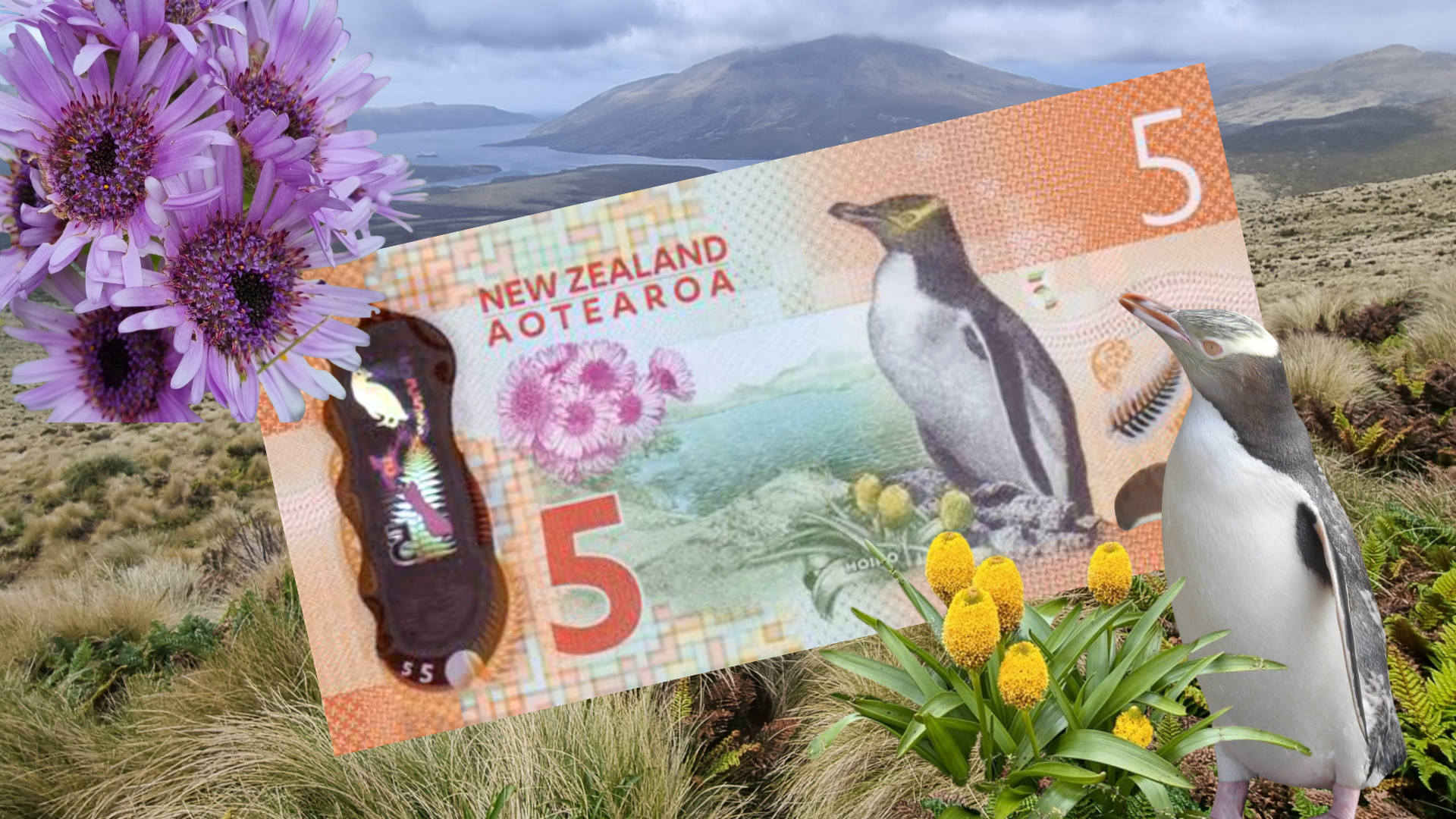 Collage of NZ $5 note and the real-life location on Campbell Island