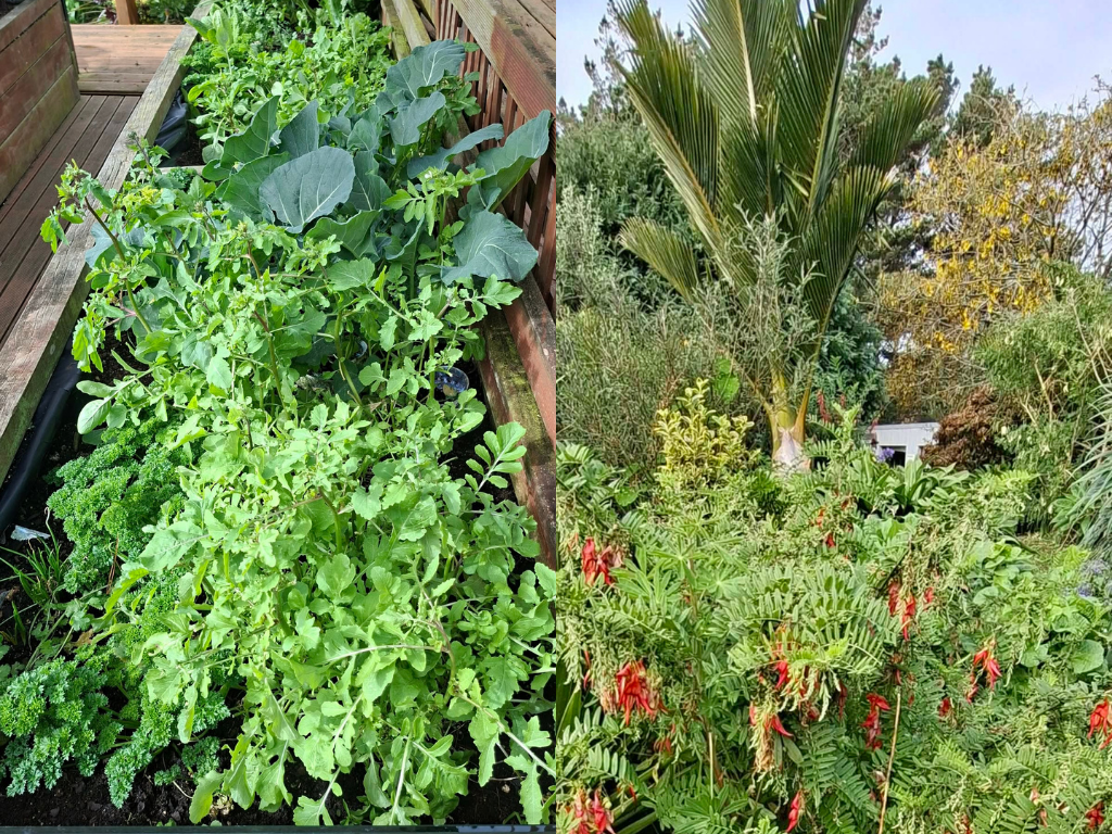 A garden on the Chatham Islands